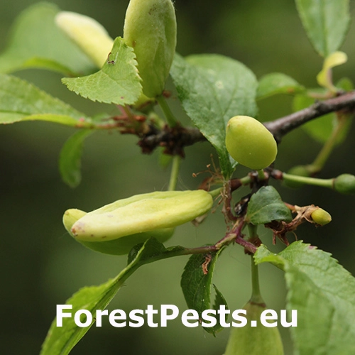 Grman&iacute;k slivkov&yacute; 