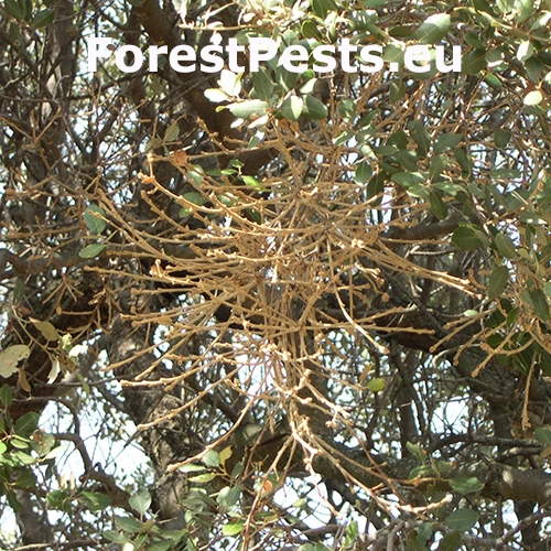 Grman&iacute;k Taphrina kruchii