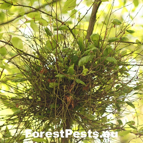 Grmann&iacute;k brezov&yacute;