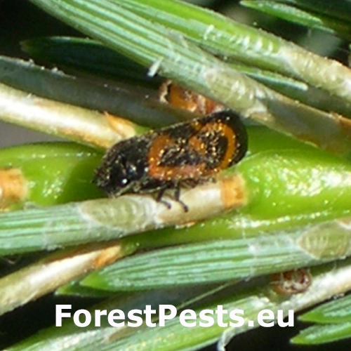 Peniarka Haematoloma dorsata