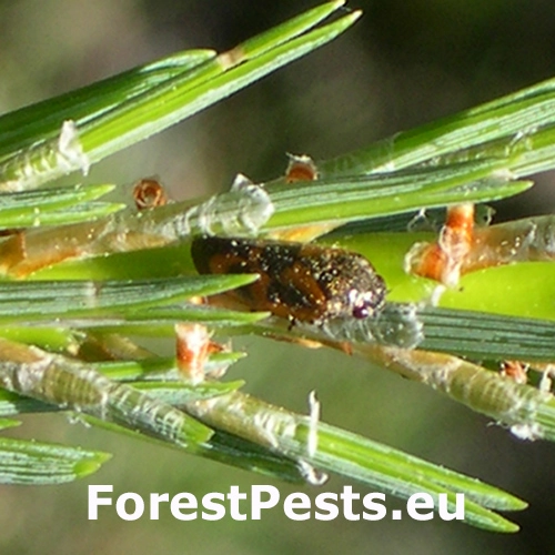 Peniarka Haematoloma dorsata