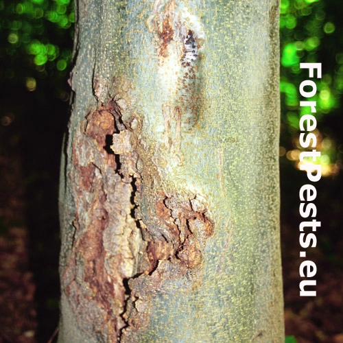 Hlivka &Scaron;arl&aacute;tov&aacute;