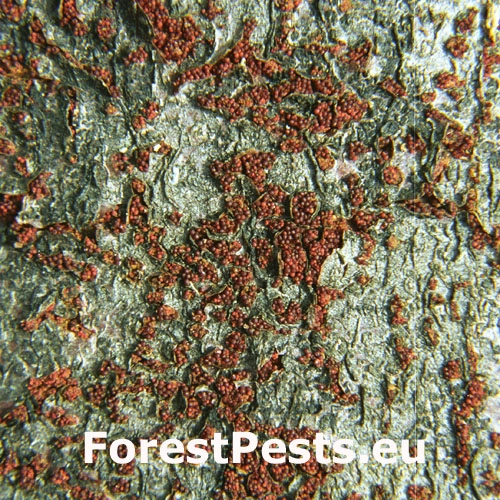 Hlivka &Scaron;arl&aacute;tov&aacute;