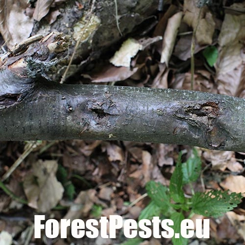 Hlivka &Scaron;arl&aacute;tov&aacute;