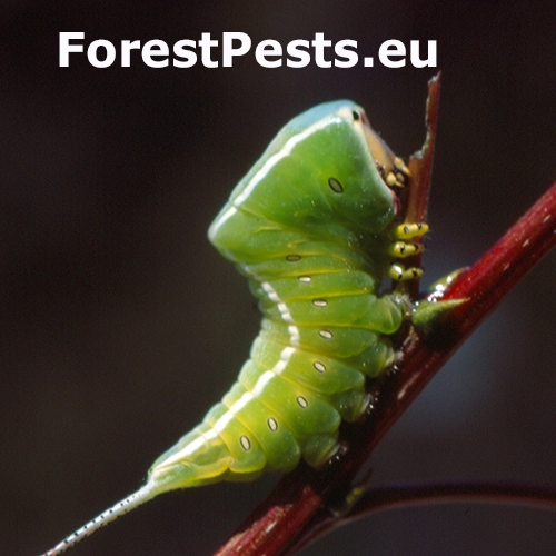 Hranostajn&iacute;k ibersk&yacute;