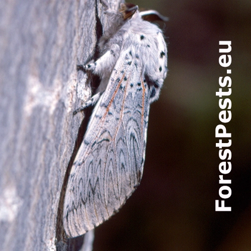 Hranostajn&iacute;k ibersk&yacute;