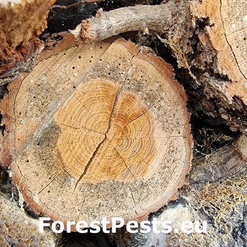 Hrbohlav hned&yacute;