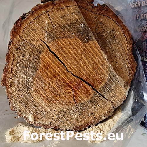 Hrbohlav hned&yacute;