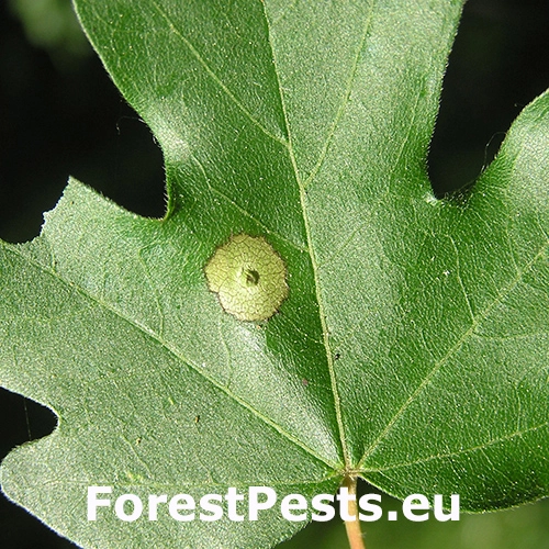 Hrčiarka Acericecis campestre