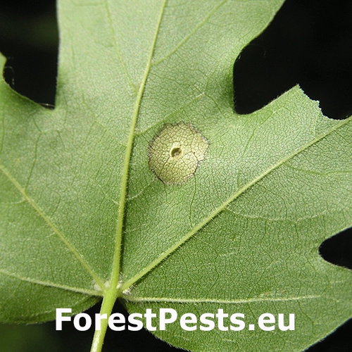 Hrčiarka Acericecis campestre