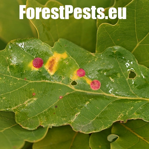 Hrčiarka Andricus albipes