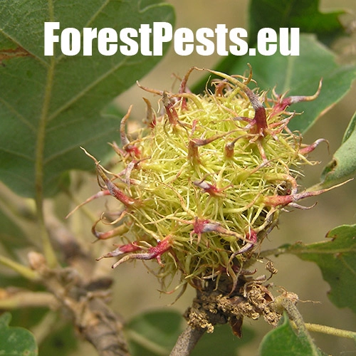 Hrčiarka Andricus caputmedusae