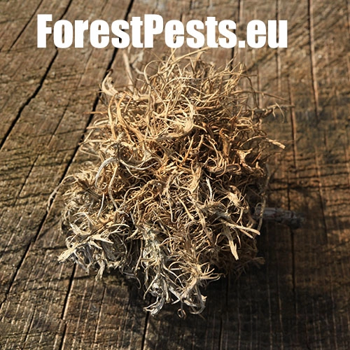 Hrčiarka Andricus caputmedusae