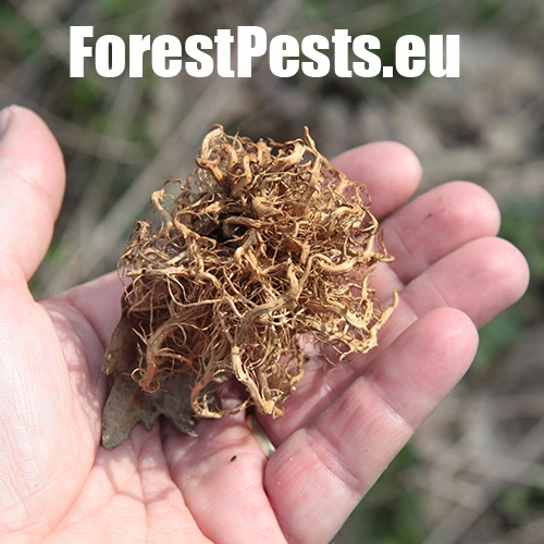 Hrčiarka Andricus caputmedusae