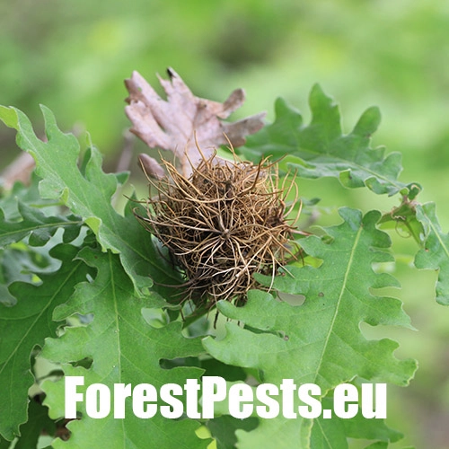 Hrčiarka Andricus caputmedusae