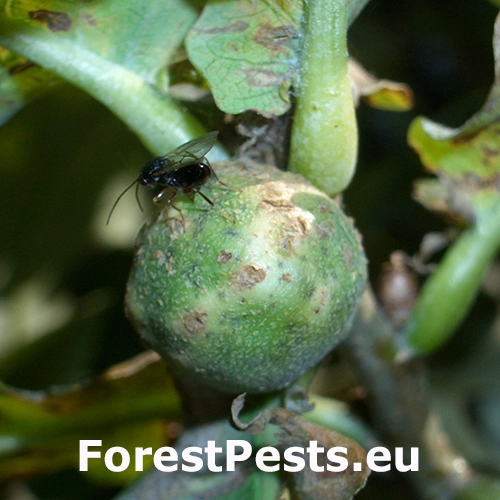 Hrčiarka Andricus conglomeratus