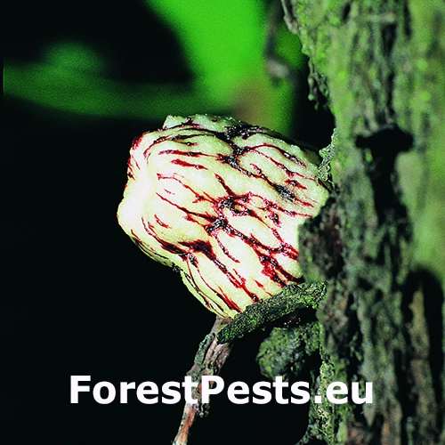 Hrčiarka Andricus conificus