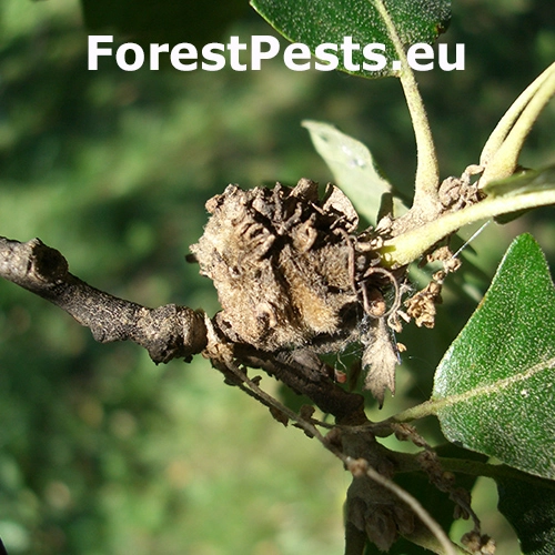 Hrčiarka Andricus conificus