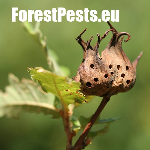 Hrčiarka Andricus coriarius