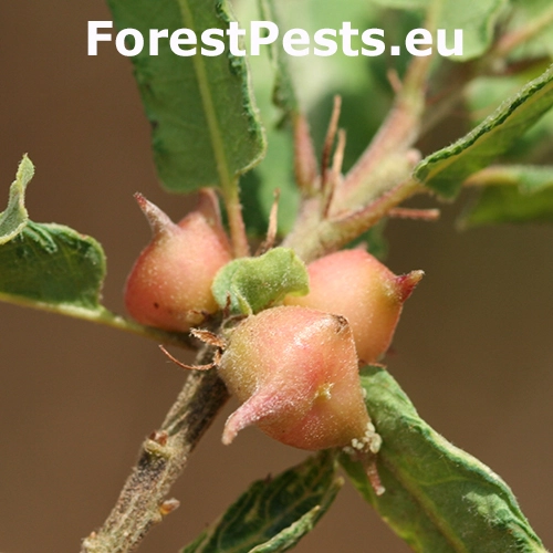 Hrčiarka Andricus coronatus