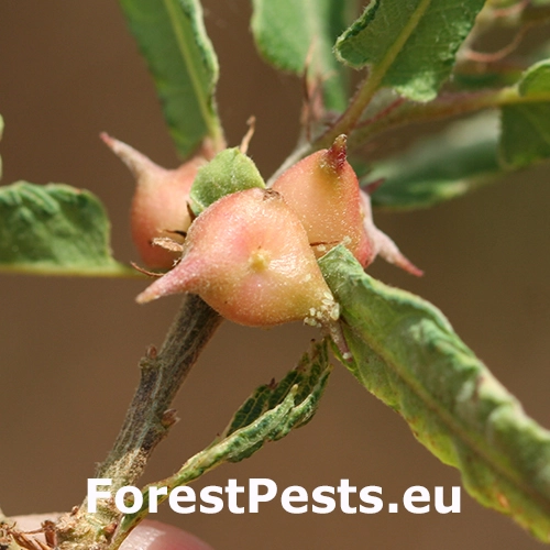 Hrčiarka Andricus coronatus