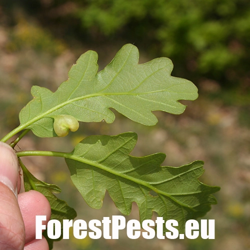 Hrčiarka Andricus curvator