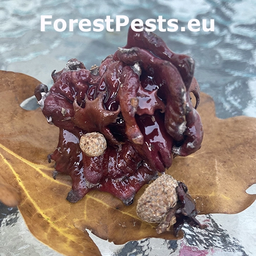 Hrčiarka Andricus dentimitratus