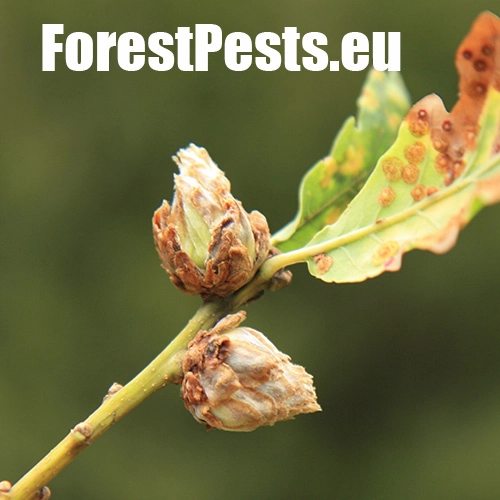 Hrčiarka Andricus foecundatrix