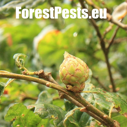 Hrčiarka Andricus foecundatrix