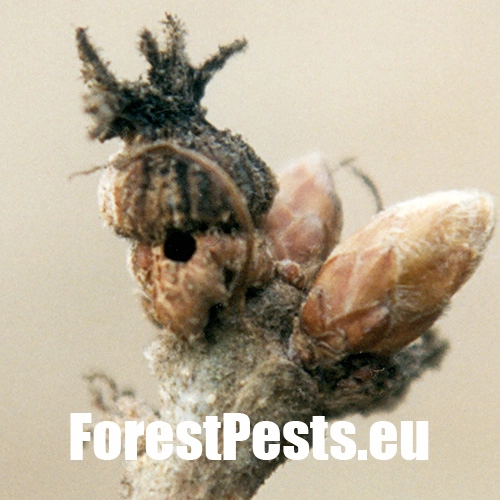 Hrčiarka Andricus galeatus