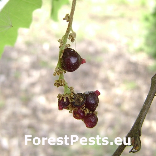 Hrčiarka Andricus grossulariae
