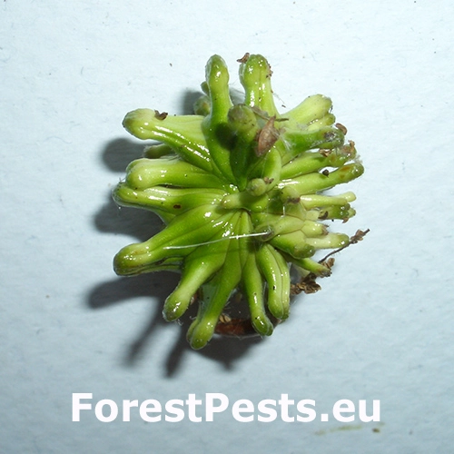 Hrčiarka Andricus grossulariae