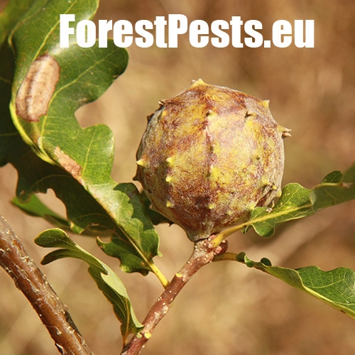 Hrčiarka Andricus hungaricus