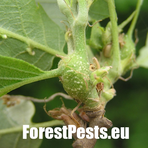 Hrčiarka Andricus inflator