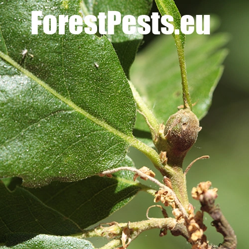 Hrčiarka Andricus inflator