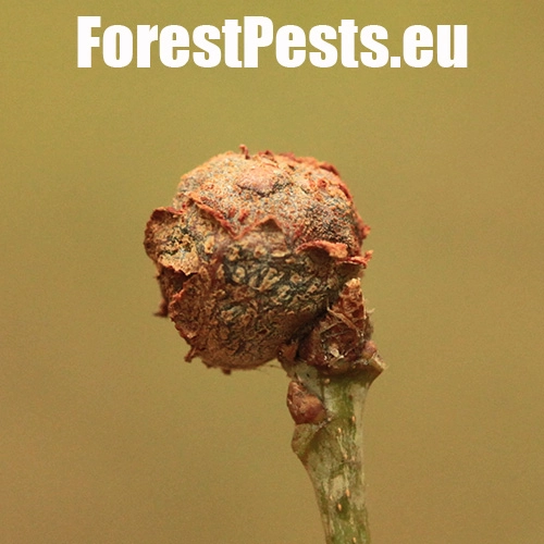 Hrčiarka Andricus lignicolus