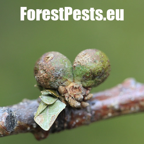 Hrčiarka Andricus lignicolus