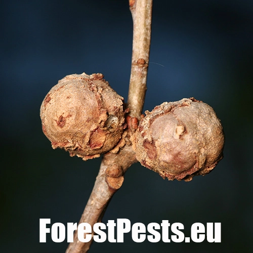 Hrčiarka Andricus lignicolus