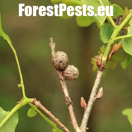 Hrčiarka Andricus lignicolus