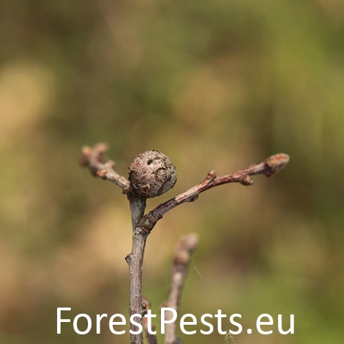 Hrčiarka Andricus lignicolus