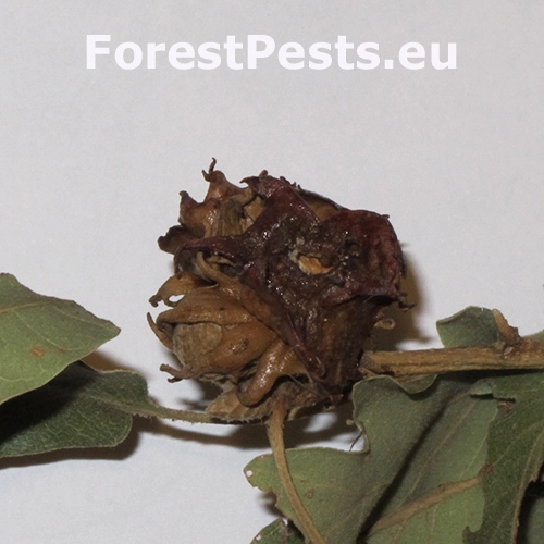 Hrčiarka Andricus pictus