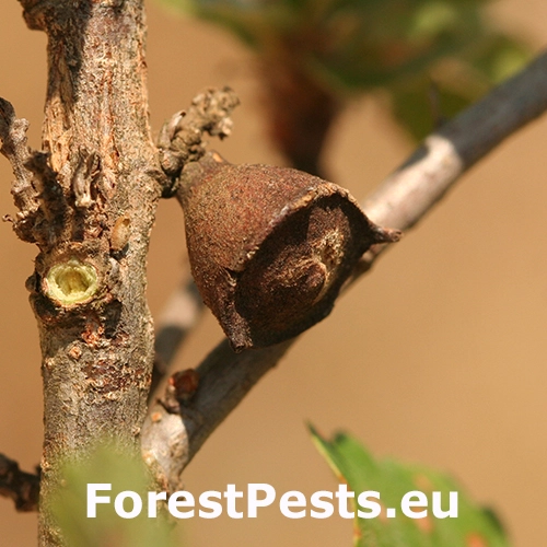 Hrčiarka Andricus polycerus