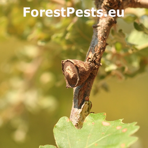 Hrčiarka Andricus polycerus