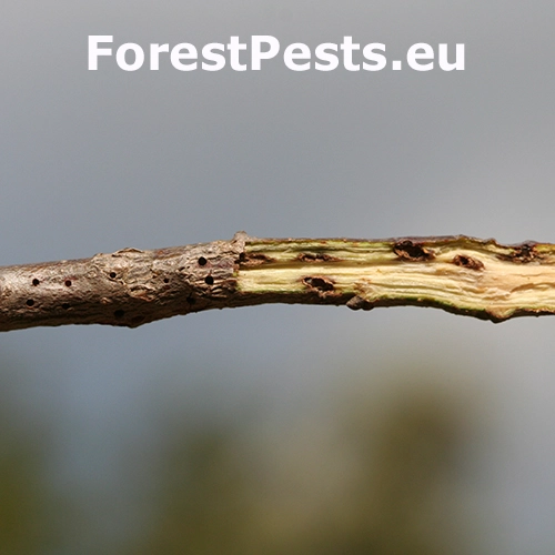 Hrčiarka Andricus quercusradicis