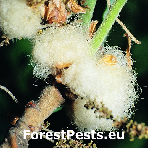 Hrčiarka Andricus quercusramuli