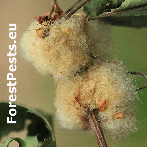 Hrčiarka Andricus quercusramuli