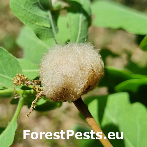 Hrčiarka Andricus quercusramuli