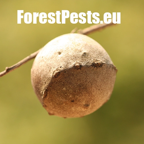 Hrčiarka Andricus quercustozae