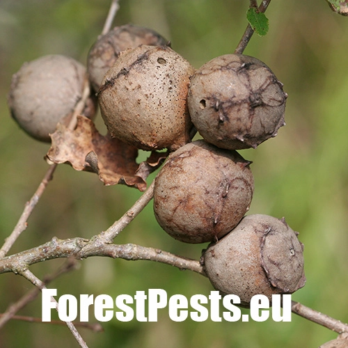 Hrčiarka Andricus quercustozae