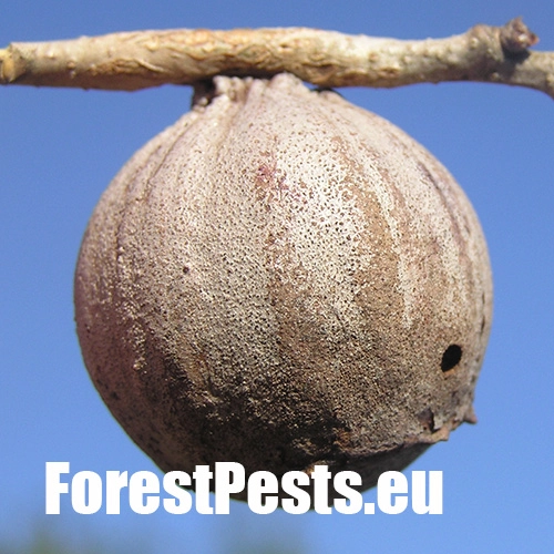 Hrčiarka Andricus quercustozae